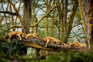 Lions Sleeping in the Trees