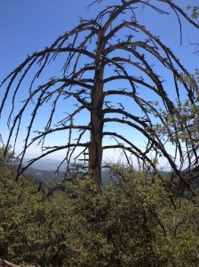 We saw this beautiful tree along one of our hikes